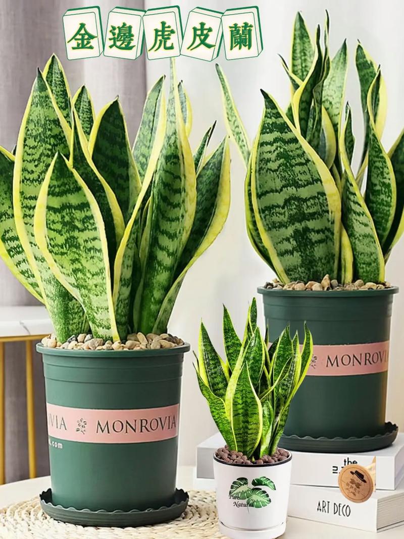 金边虎皮兰适合多宽盆，金边虎皮兰一盆栽几株？-第5张图片-优品飞百科