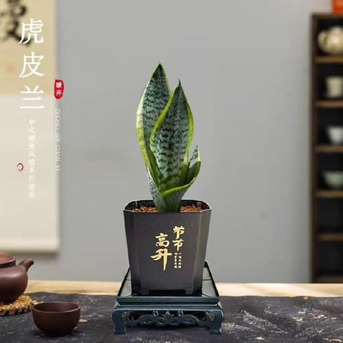 金边虎皮兰适合多宽盆，金边虎皮兰一盆栽几株？-第7张图片-优品飞百科