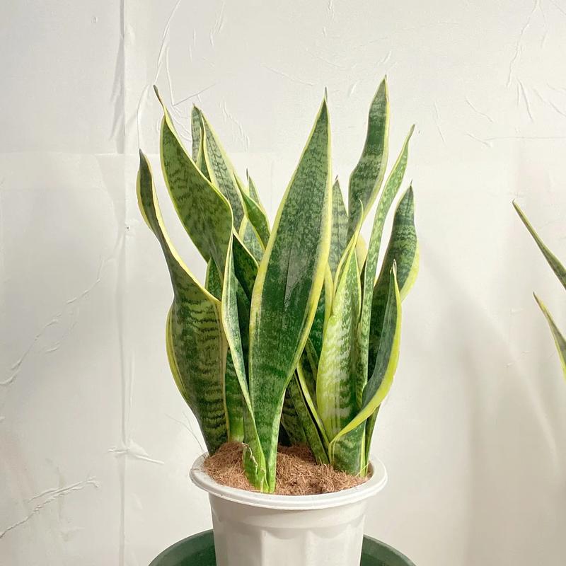 金边虎皮兰适合多宽盆，金边虎皮兰一盆栽几株？-第8张图片-优品飞百科