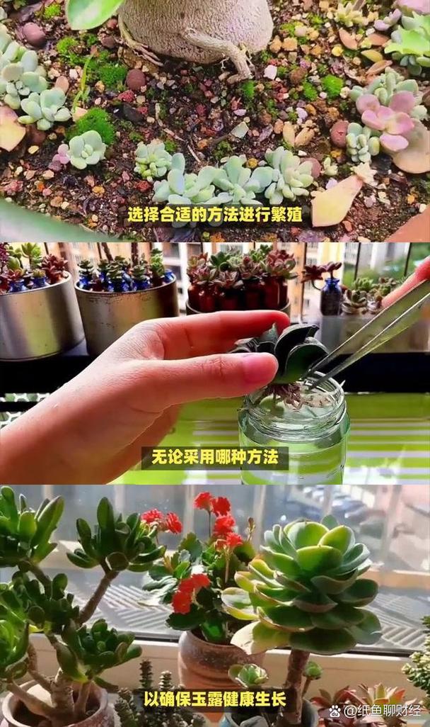 玉露的播种方法？玉露苗怎么种？-第2张图片-优品飞百科