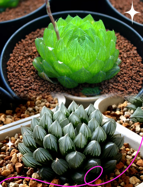 玉露的播种方法？玉露苗怎么种？