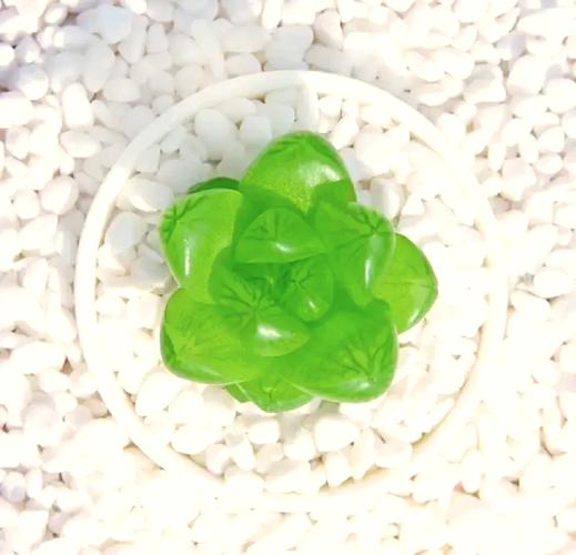 玉露的播种方法？玉露苗怎么种？-第3张图片-优品飞百科