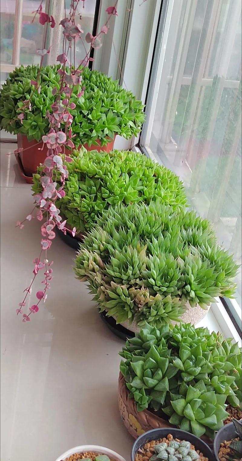 玉露的播种方法？玉露苗怎么种？-第6张图片-优品飞百科