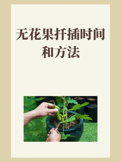 无花果盆栽的养殖方法，无花果盆栽怎么养