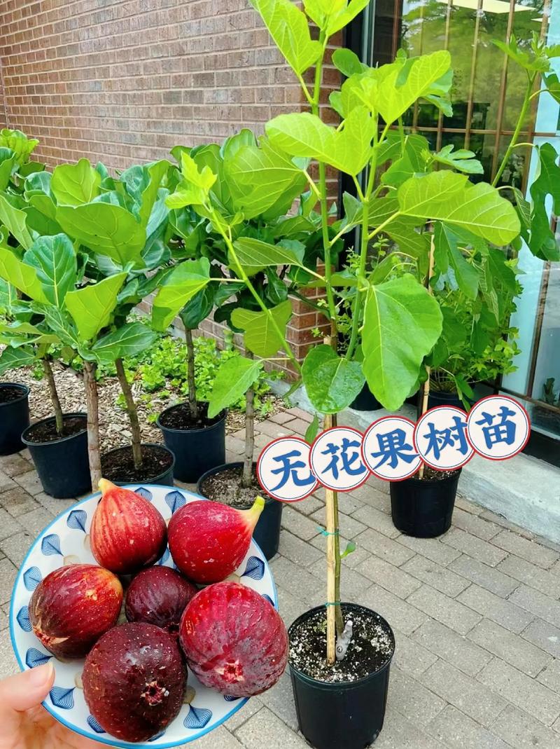 无花果盆栽的养殖方法，无花果盆栽怎么养-第3张图片-优品飞百科