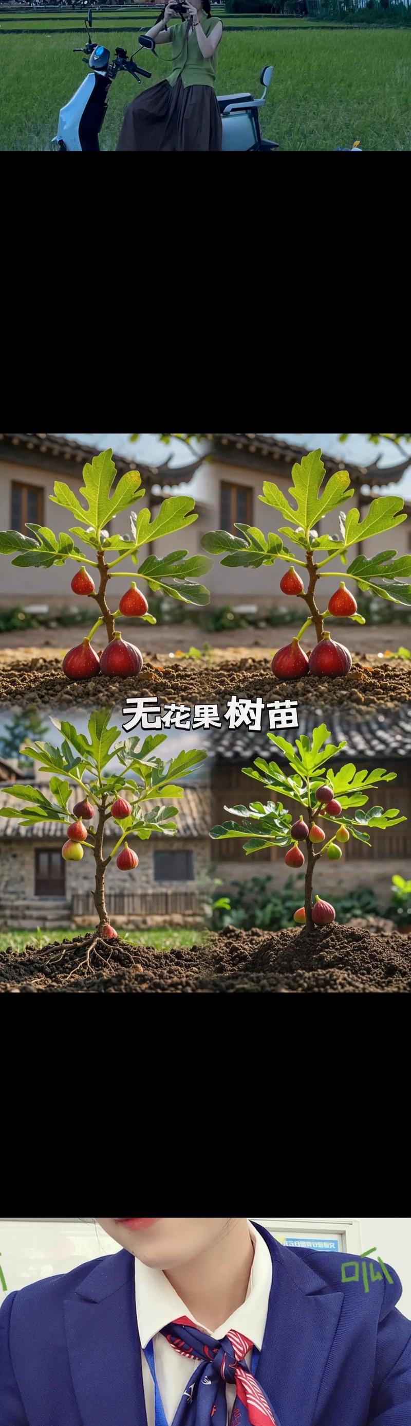 无花果盆栽的养殖方法，无花果盆栽怎么养-第4张图片-优品飞百科