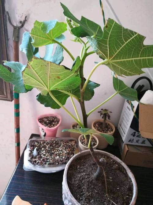 无花果盆栽的养殖方法，无花果盆栽怎么养-第6张图片-优品飞百科