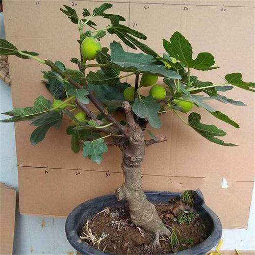 无花果盆栽的养殖方法，无花果盆栽怎么养-第7张图片-优品飞百科