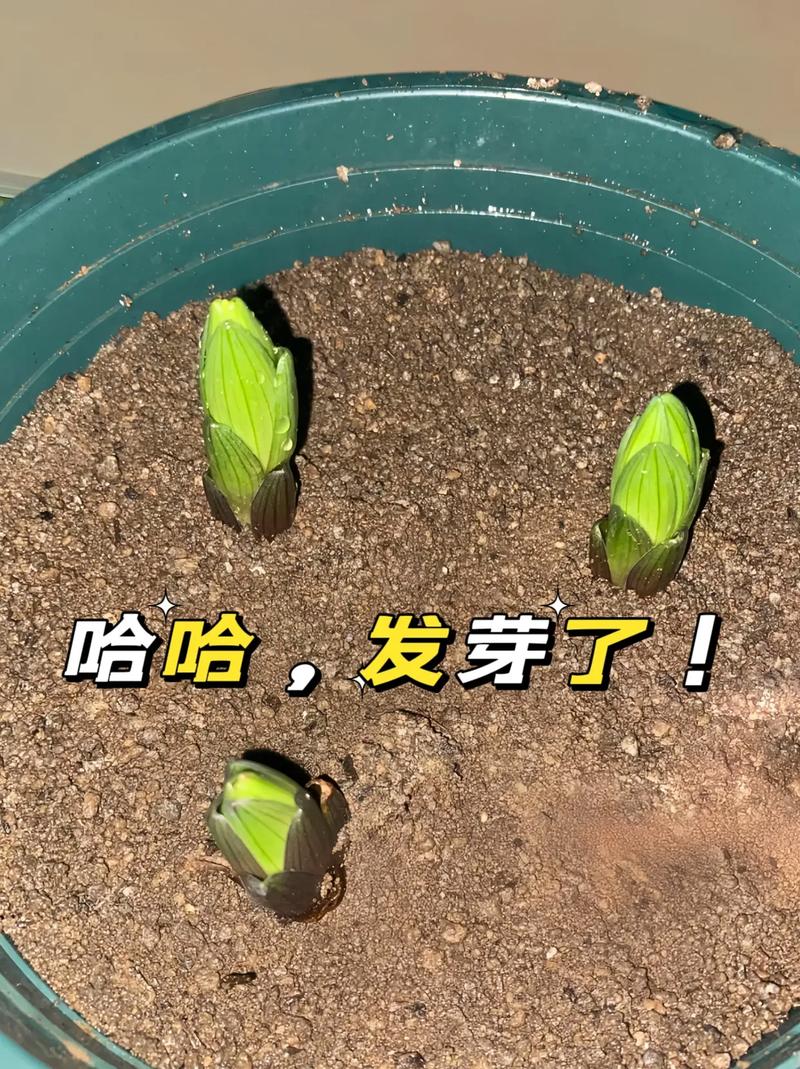 百合繁殖技术？百合的繁殖方法和注意事项？-第2张图片-优品飞百科