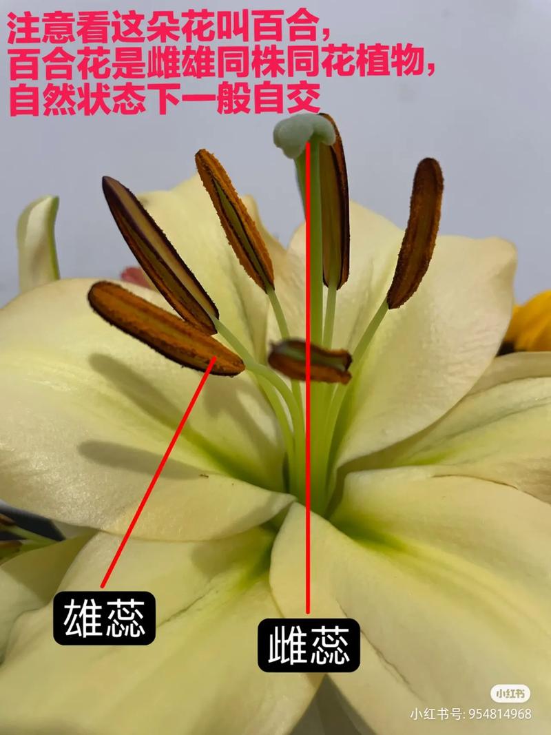 百合繁殖技术？百合的繁殖方法和注意事项？-第3张图片-优品飞百科