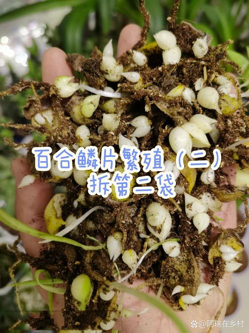 百合繁殖技术？百合的繁殖方法和注意事项？-第4张图片-优品飞百科