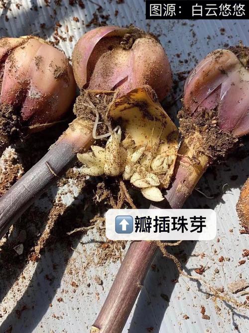 百合繁殖技术？百合的繁殖方法和注意事项？-第5张图片-优品飞百科