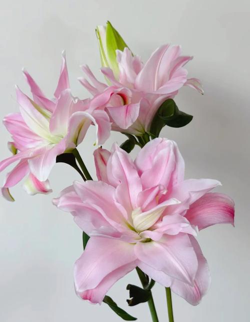 百合繁殖技术？百合的繁殖方法和注意事项？-第7张图片-优品飞百科