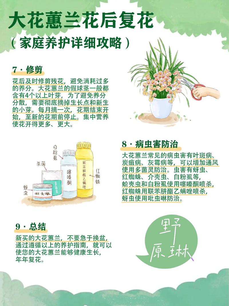 大花蕙兰花期怎样浇水，大花蕙兰花期怎样浇水视频