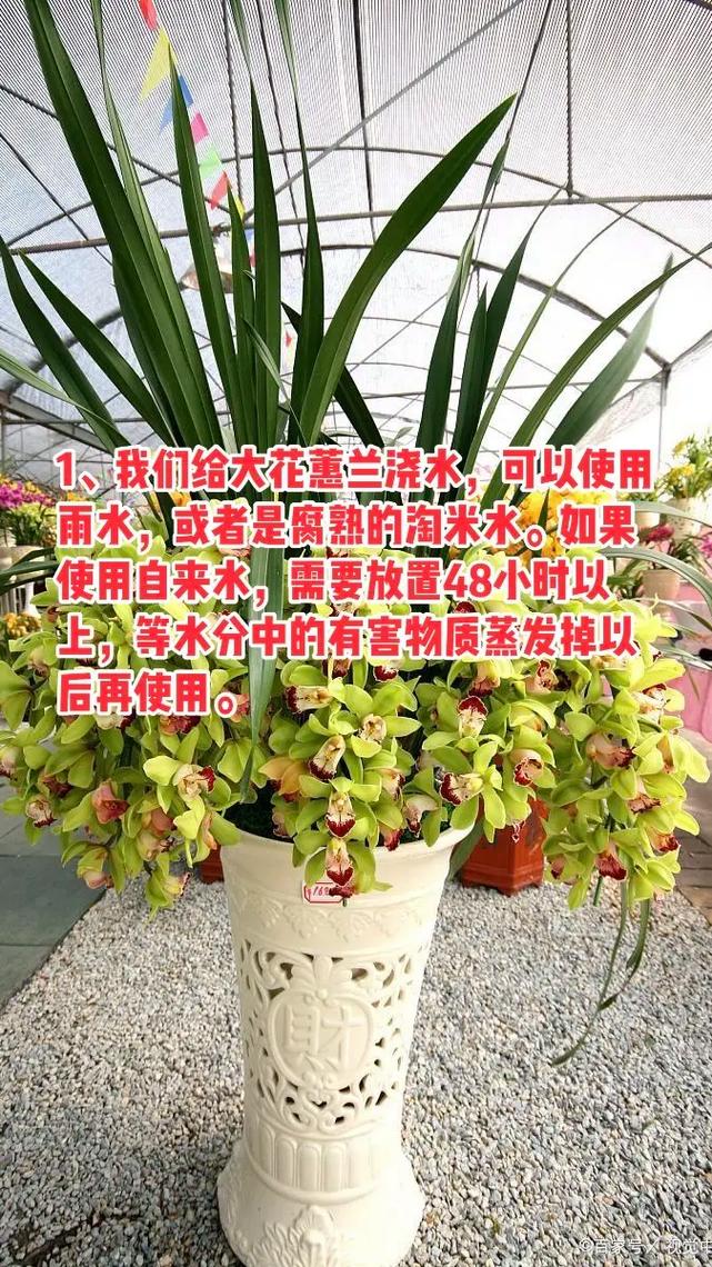 大花蕙兰花期怎样浇水，大花蕙兰花期怎样浇水视频-第2张图片-优品飞百科
