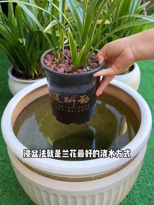 大花蕙兰花期怎样浇水，大花蕙兰花期怎样浇水视频-第3张图片-优品飞百科