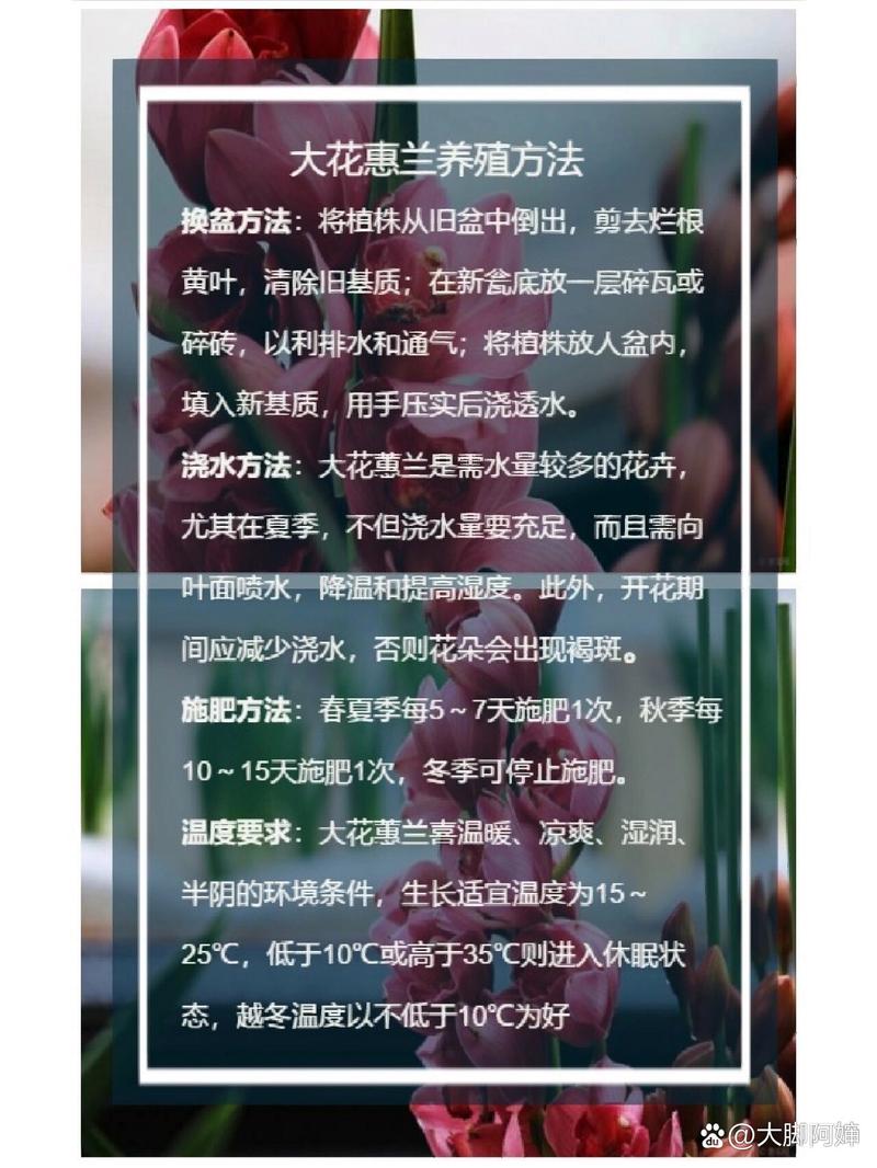 大花蕙兰花期怎样浇水，大花蕙兰花期怎样浇水视频-第5张图片-优品飞百科