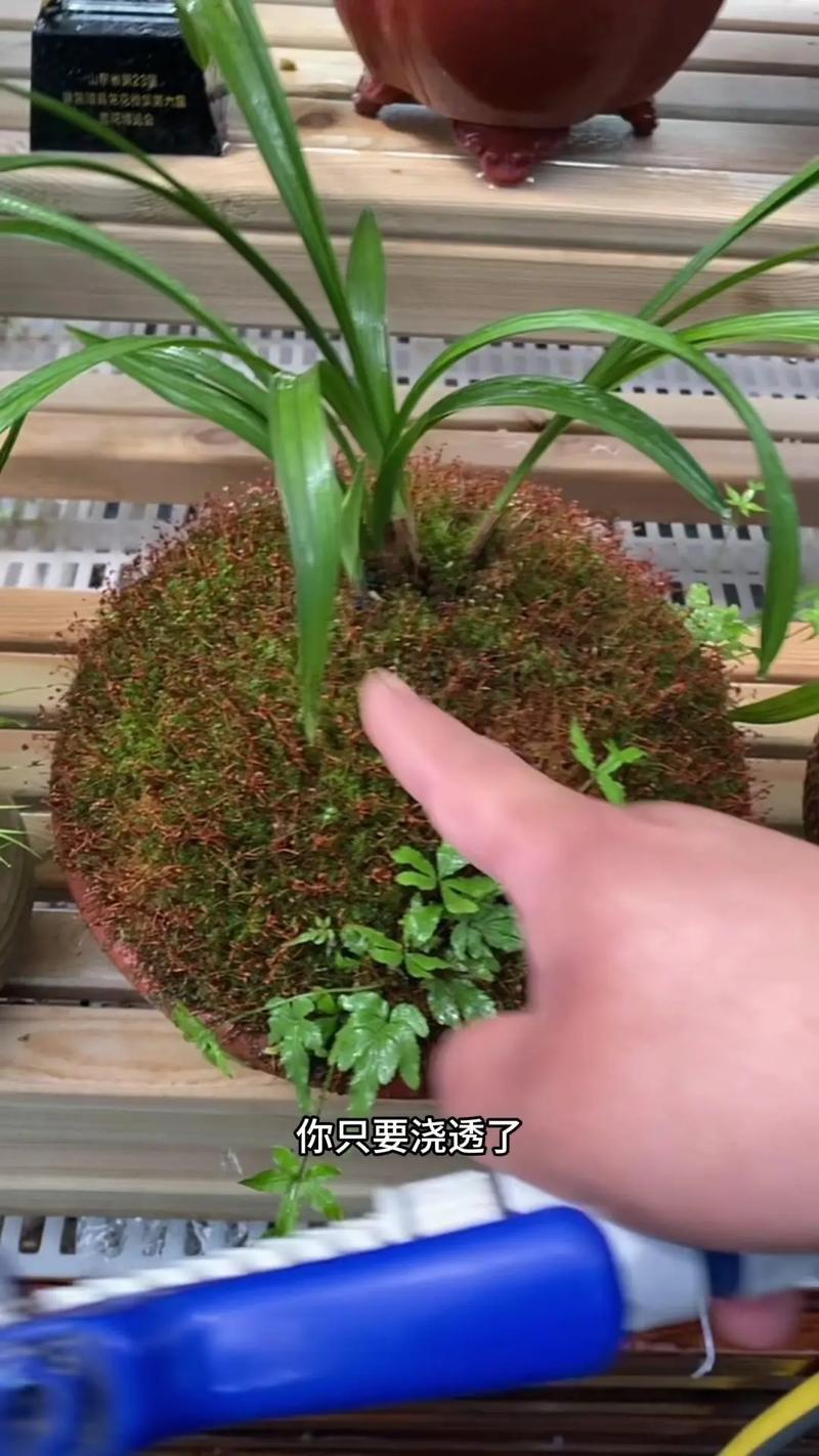 大花蕙兰花期怎样浇水，大花蕙兰花期怎样浇水视频-第7张图片-优品飞百科