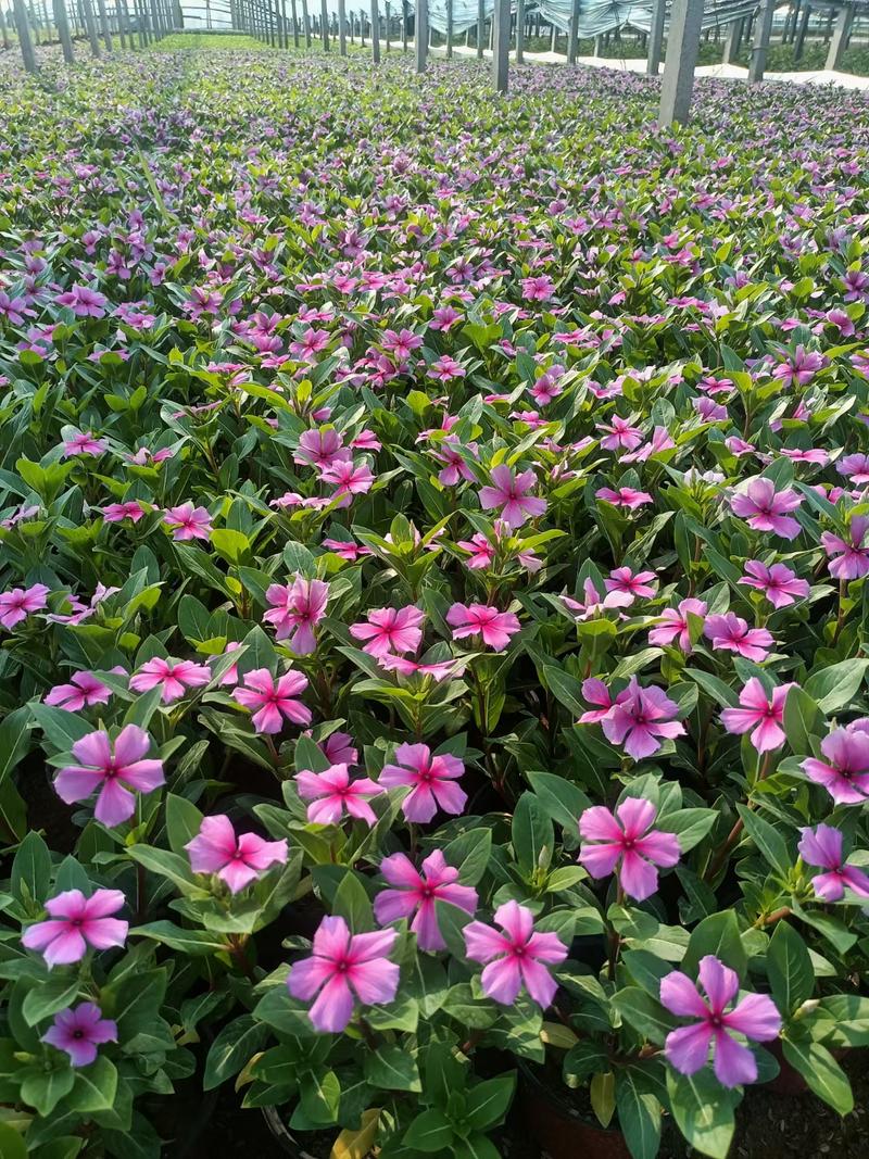 长春花夏天怎么养，长春花怎么度夏