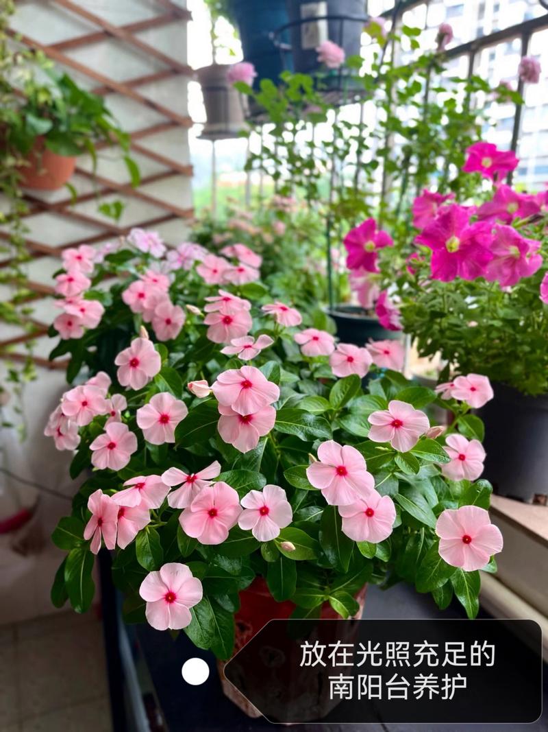 长春花夏天怎么养，长春花怎么度夏-第2张图片-优品飞百科