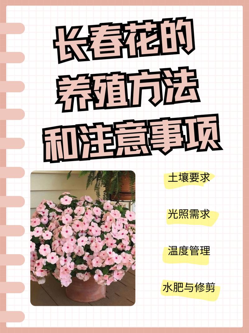 长春花夏天怎么养，长春花怎么度夏-第6张图片-优品飞百科