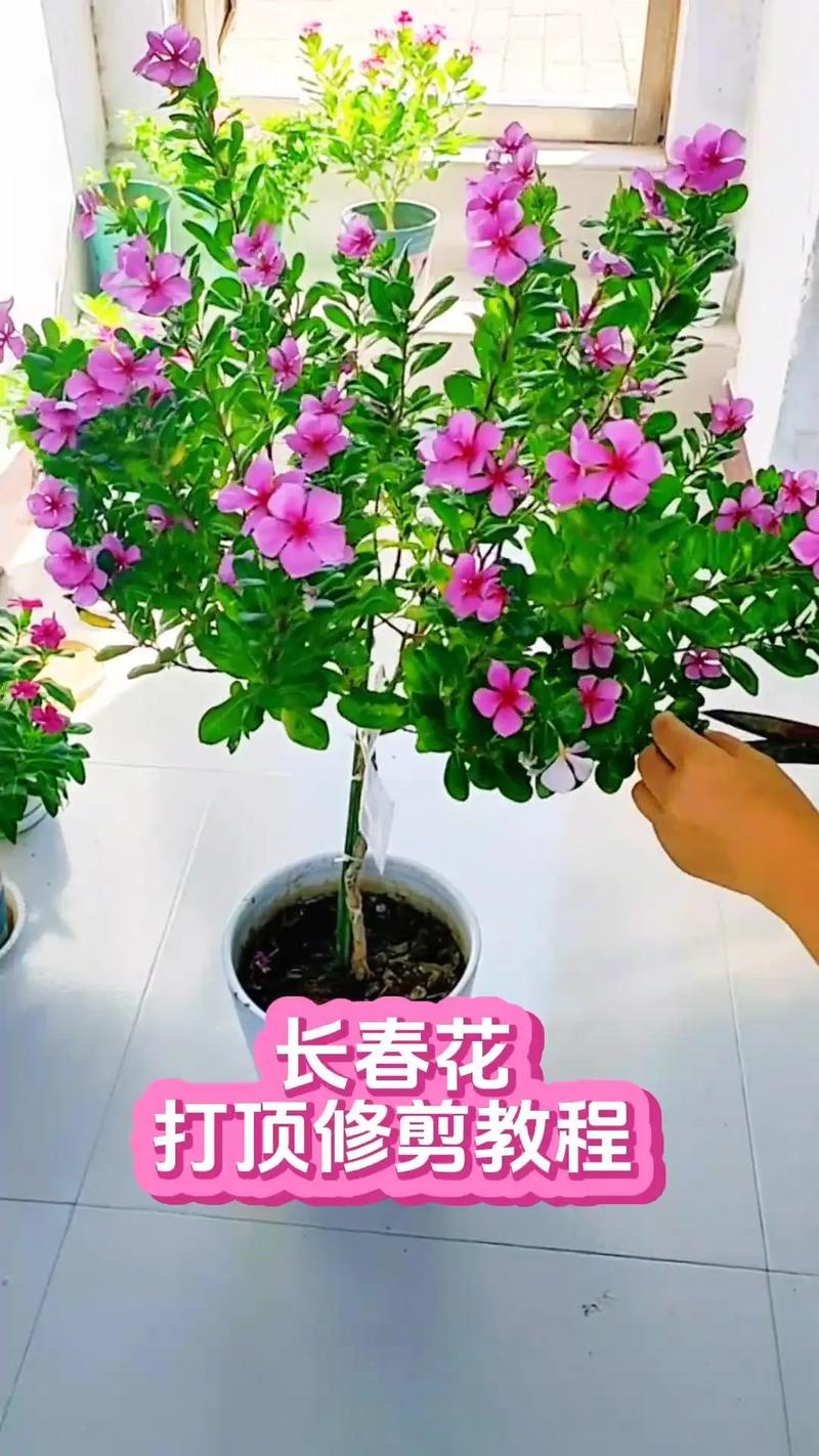 长春花夏天怎么养，长春花怎么度夏-第7张图片-优品飞百科