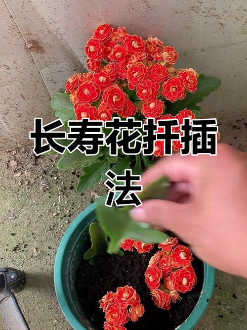 长寿花一剪一插，长寿花一根枝可以剪几段插吗-第1张图片-优品飞百科