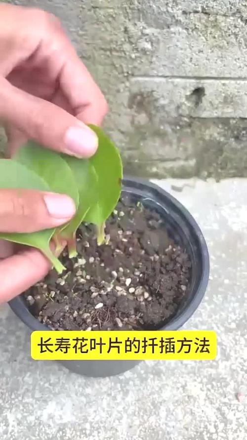 长寿花一剪一插，长寿花一根枝可以剪几段插吗-第2张图片-优品飞百科