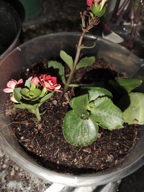 长寿花一剪一插，长寿花一根枝可以剪几段插吗-第3张图片-优品飞百科