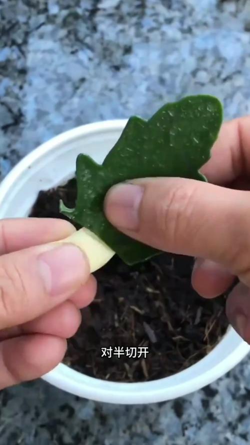 长寿花一剪一插，长寿花一根枝可以剪几段插吗-第4张图片-优品飞百科