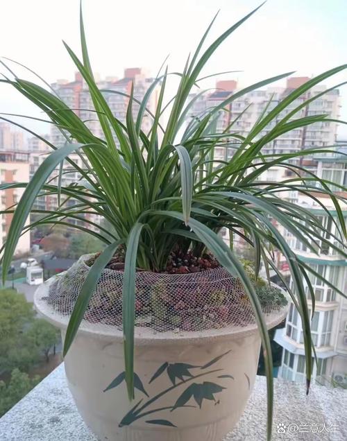 兰花服盆后要喷药防病吗，兰花服盆后施什么肥