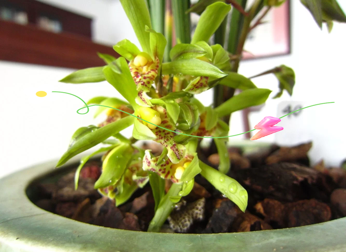 兰花服盆后要喷药防病吗，兰花服盆后施什么肥-第2张图片-优品飞百科