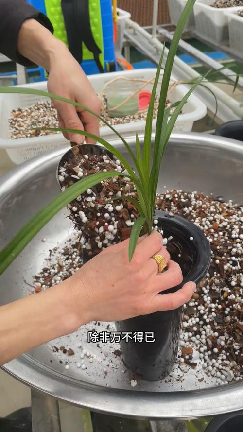 兰花服盆后要喷药防病吗，兰花服盆后施什么肥-第4张图片-优品飞百科