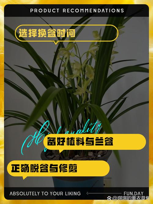 兰花服盆后要喷药防病吗，兰花服盆后施什么肥-第3张图片-优品飞百科