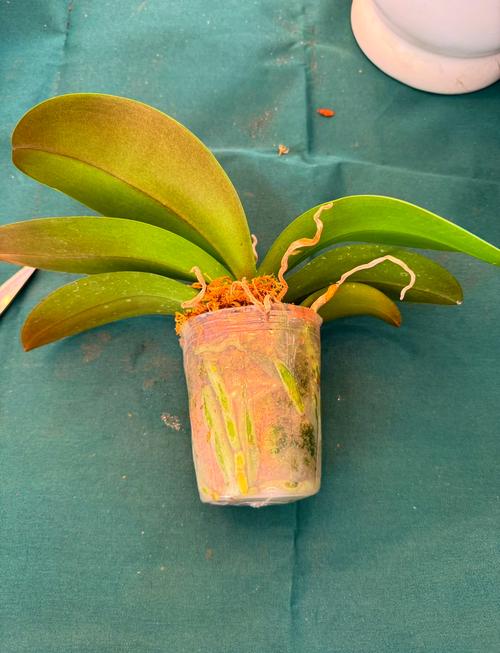 兰花服盆后要喷药防病吗，兰花服盆后施什么肥-第6张图片-优品飞百科