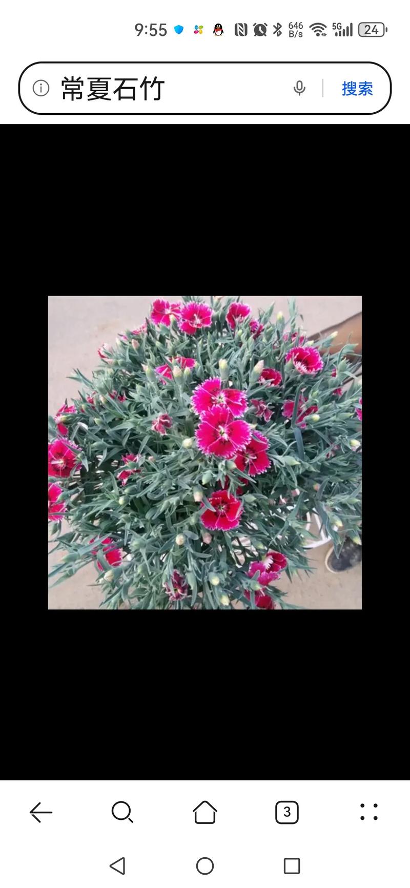 常夏石竹怎么繁殖，常夏石竹一年开几次花？