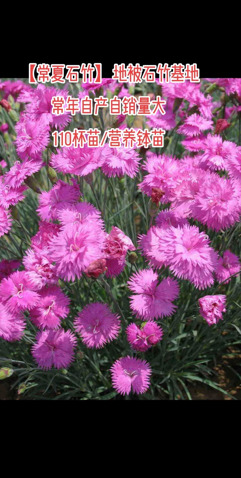 常夏石竹怎么繁殖，常夏石竹一年开几次花？-第2张图片-优品飞百科
