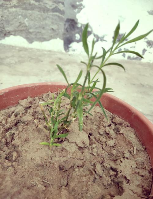 常夏石竹怎么繁殖，常夏石竹一年开几次花？-第3张图片-优品飞百科