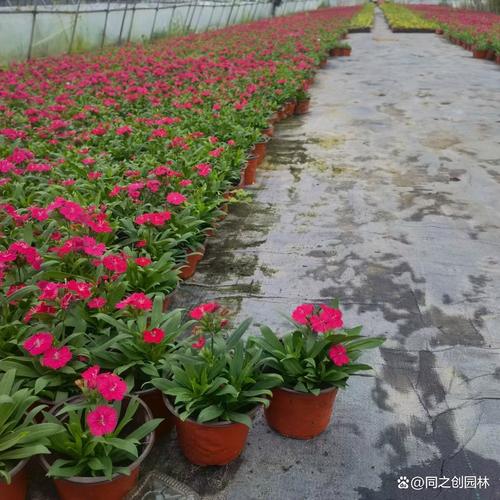 常夏石竹怎么繁殖，常夏石竹一年开几次花？-第5张图片-优品飞百科