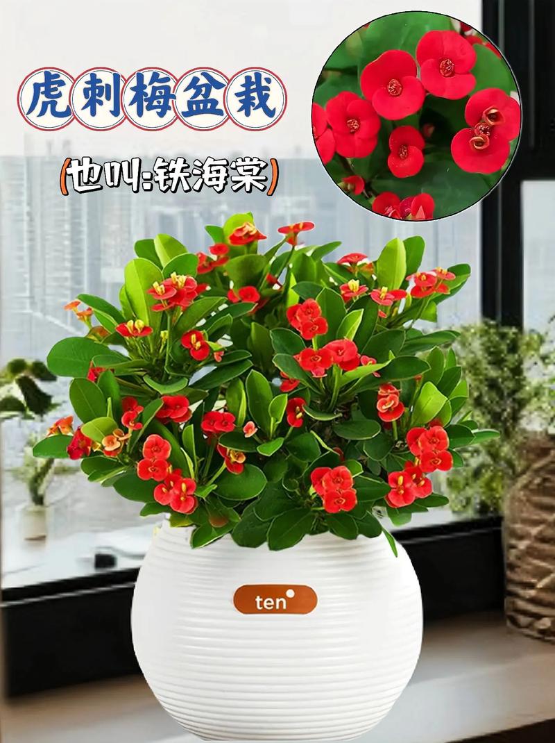 虎刺梅怎么养？虎刺梅怎么养老桩？