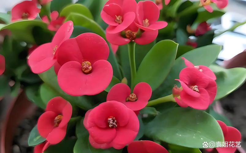 虎刺梅怎么养？虎刺梅怎么养老桩？-第3张图片-优品飞百科