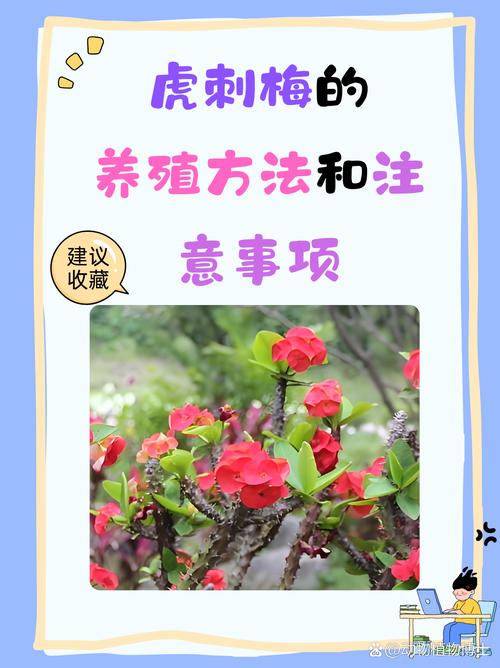 虎刺梅怎么养？虎刺梅怎么养老桩？-第4张图片-优品飞百科