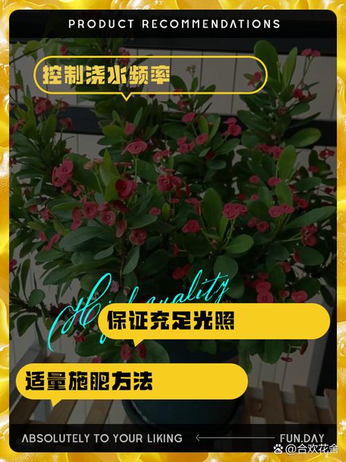 虎刺梅怎么养？虎刺梅怎么养老桩？-第5张图片-优品飞百科