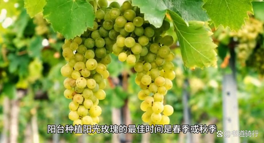 玫瑰秋天怎么养，玫瑰花秋天怎么养才不会枯萎