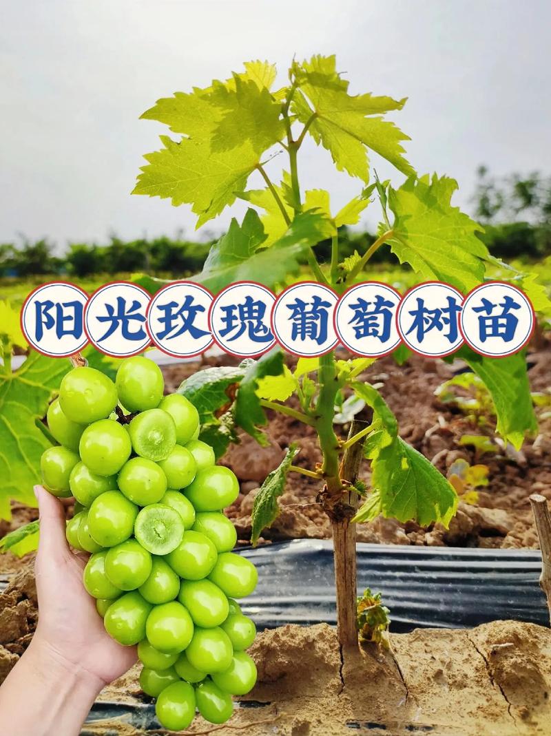 玫瑰秋天怎么养，玫瑰花秋天怎么养才不会枯萎-第2张图片-优品飞百科