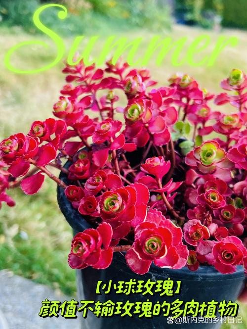 玫瑰秋天怎么养，玫瑰花秋天怎么养才不会枯萎-第3张图片-优品飞百科