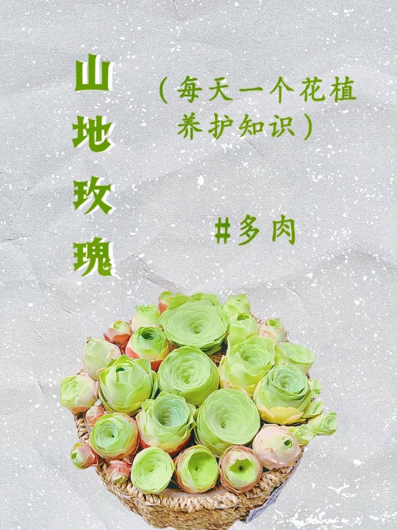 玫瑰秋天怎么养，玫瑰花秋天怎么养才不会枯萎-第4张图片-优品飞百科