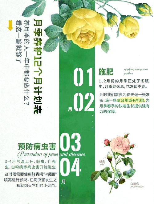 玫瑰秋天怎么养，玫瑰花秋天怎么养才不会枯萎-第5张图片-优品飞百科