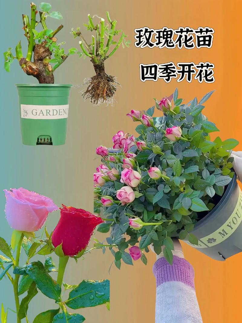 玫瑰秋天怎么养，玫瑰花秋天怎么养才不会枯萎-第6张图片-优品飞百科