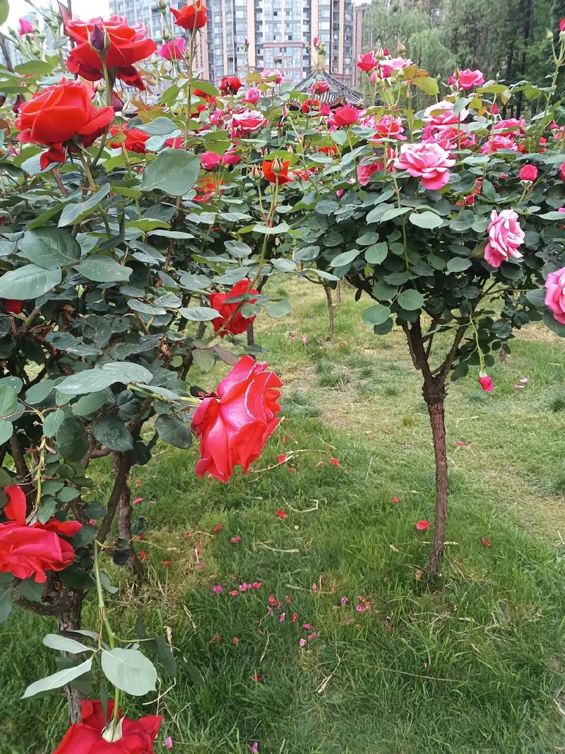 玫瑰秋天怎么养，玫瑰花秋天怎么养才不会枯萎-第7张图片-优品飞百科